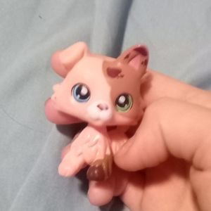 LPS collie